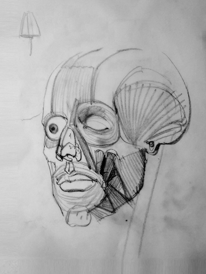 Clase Teórica del Cráneo